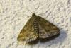 Pyrausta despicata